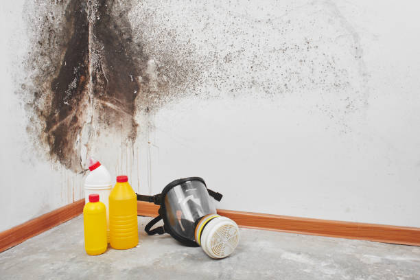 Mold Removal Process in Geneva, NE