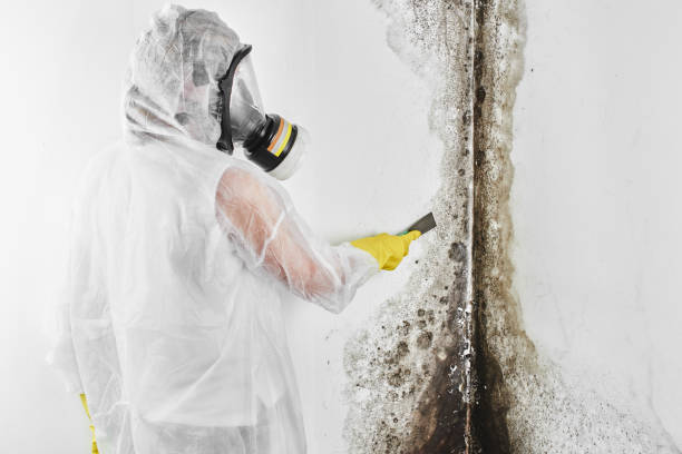 Home Mold Removal in Geneva, NE