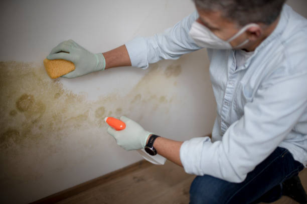 Best Mold Damage Repair  in Geva, NE