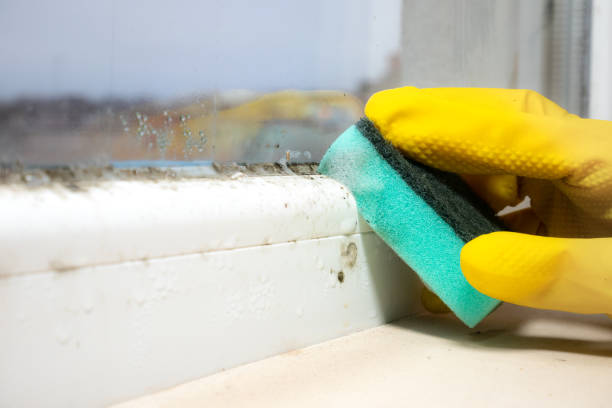 Best Local Mold Removal Service  in Geva, NE